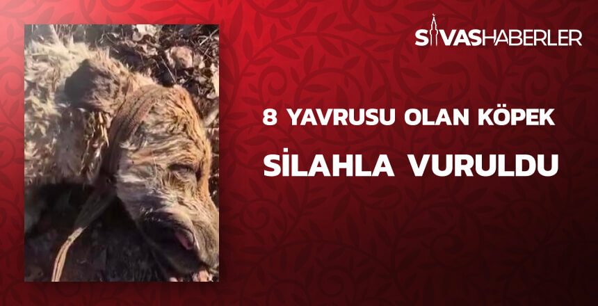 8 Yavrusu olan köpek silahla vuruldu