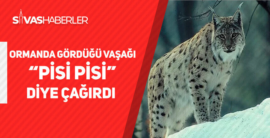 Ormanda gördüğü vaşağı “pisipisi” diye çağırdı