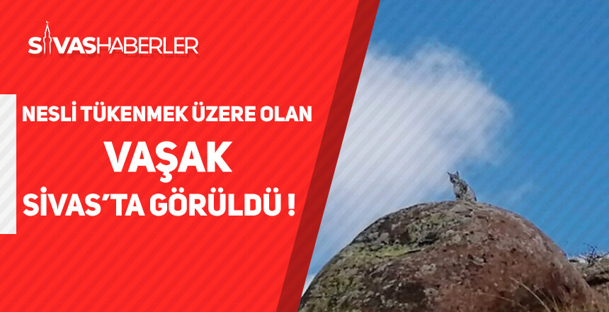 Nesli Tükenmek Üzere Olan Vaşak, Sivas’ta Görüldü