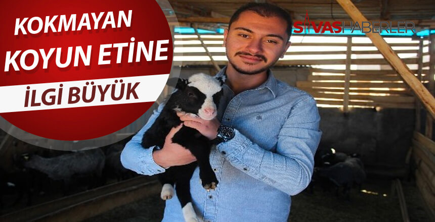 Kokmayan koyun etine ilgi büyük