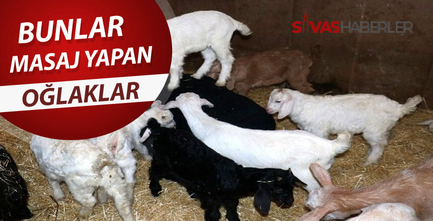 Bunlar Masaj Yapan Oğlaklar