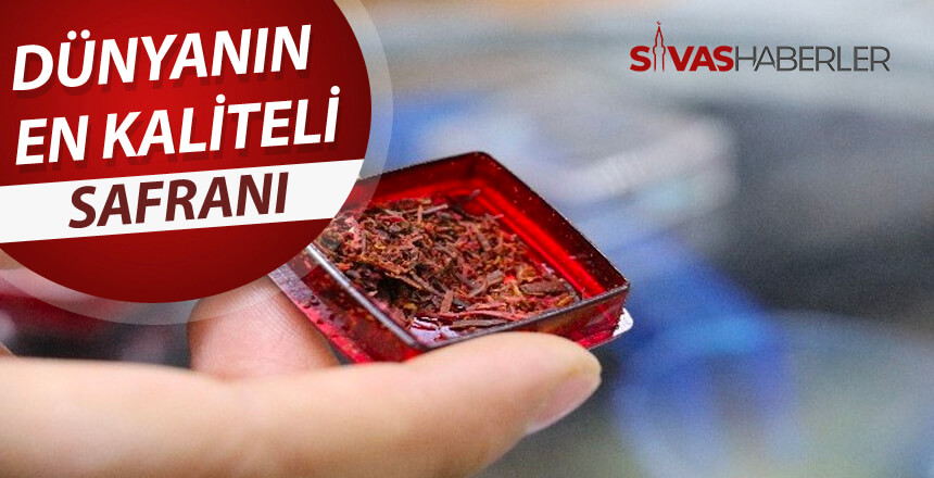 Dünyanın en kaliteli safranı Türkiye’de