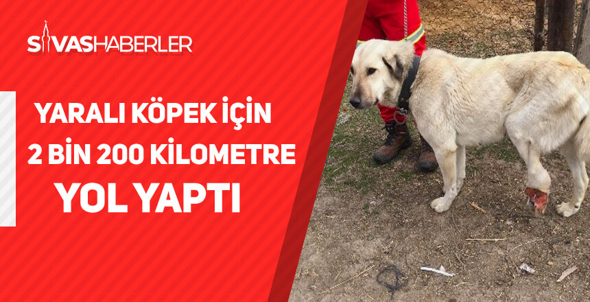 Yaralı köpek için 2 bin 200 kilometre yol yaptı