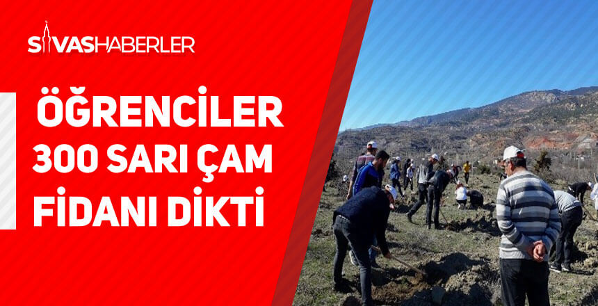 Öğrenciler 300 sarı çam fidanı dikti
