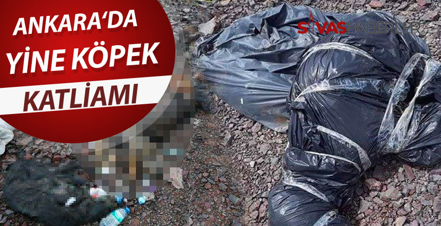 Başkent’te yine köpek katliamı