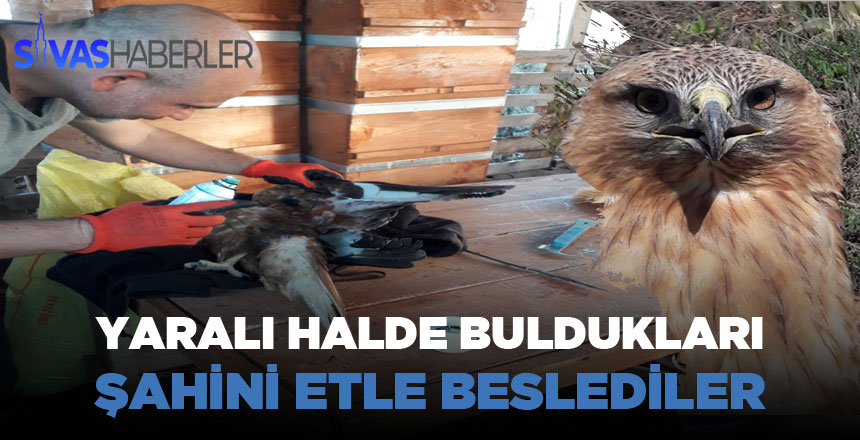 Yaralı ve Uçamaz Halde Bulunan Kızıl Şahin Kurtarıldı