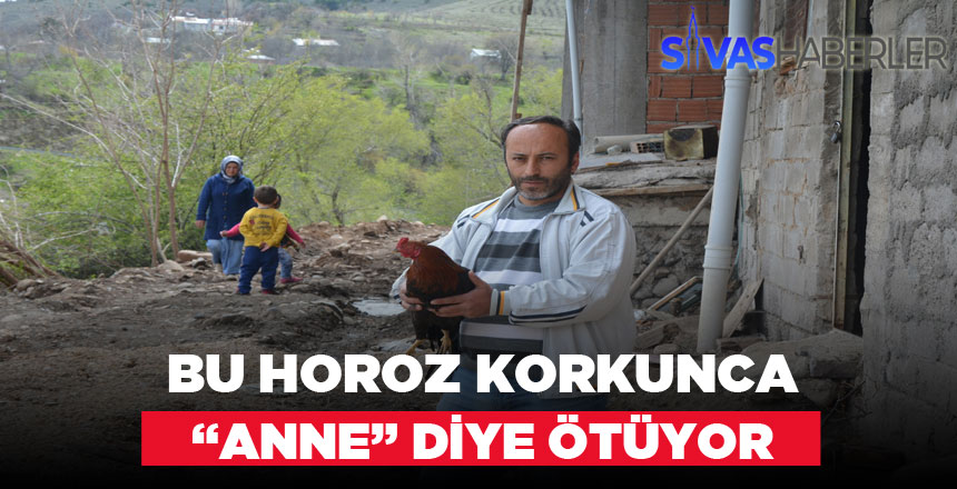 Horoz Korkunca “Anne” Diye Ötmeye Başlıyor