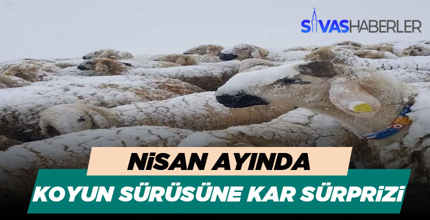 Nisan Ayından Koyun Sürüsüne Kar Sürprizi