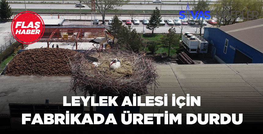 Bacaya Yuva Yapan Leylekler için Üretim Durdu