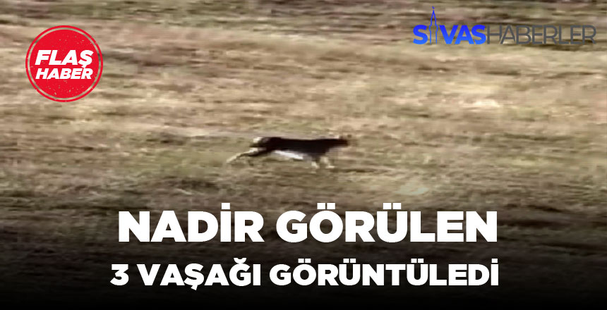 Nesli Tükenmekte Olan Vaşağı Görüntülemeyi Başardı