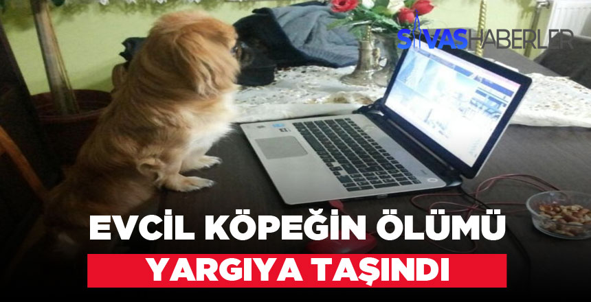 İzinsiz Anestezi Köpeğin Ölümüne Sebep Oldu