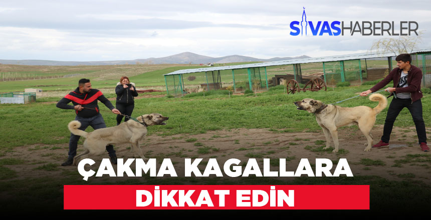 Çakma Kangal Irklarına Dikkat Edin
