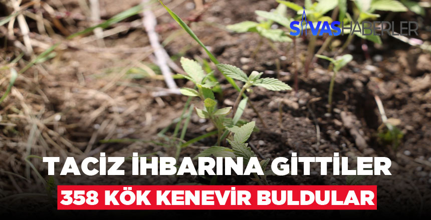 Taciz İhbarı Sandılar, Hint Keneviri Buldular