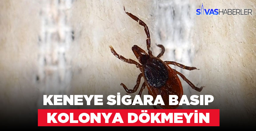 Kene Isırmasında Sakın Bunları Yapmayın