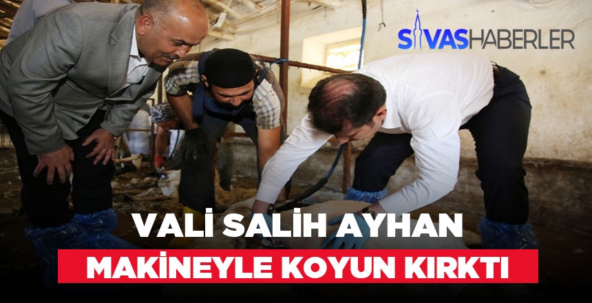 Sivas Valisi Koyun Kırktı