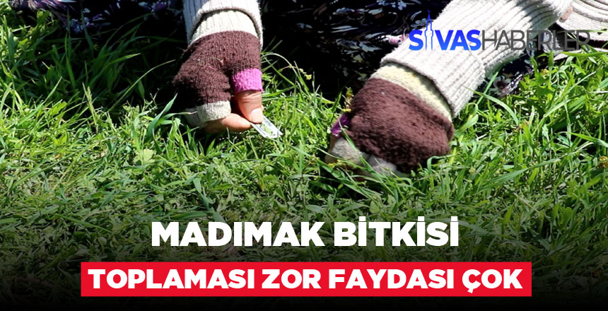 Toplaması Sabır İsteyen Madımak Bitkisi