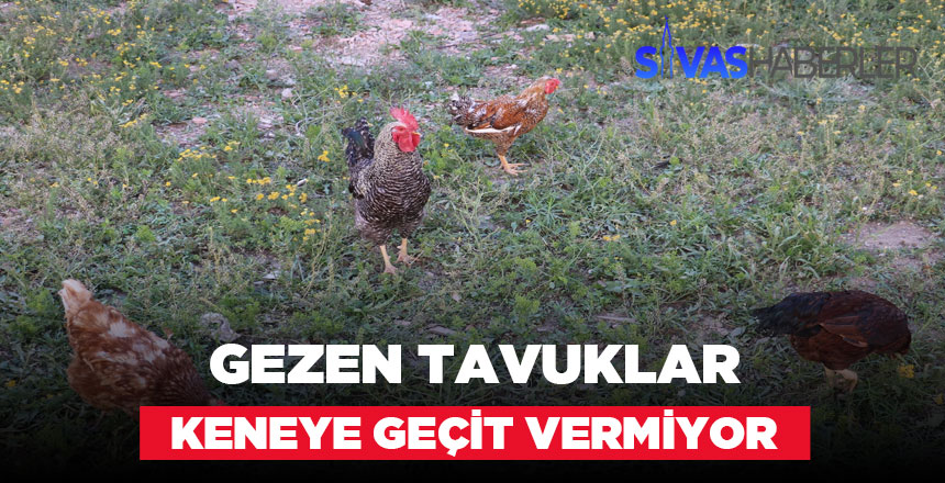 Kenelerin düşmanı gezen tavuklar