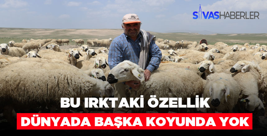 Sivas’ta özel ırk koyun yetiştiriciliği