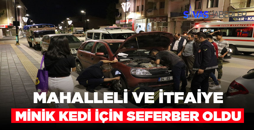 Herkes Minik Kedi için elinden geleni yaptı