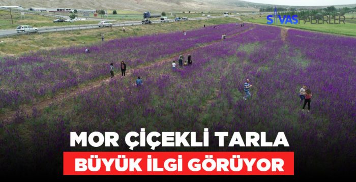 Şarlkışla’da Mor Çiçekli Tarla Görenleri Büyüledi