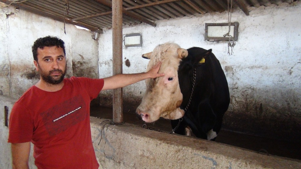 1.3 tonluk ’Paşa’ 25 bin TL’ye alıcısını bekliyor