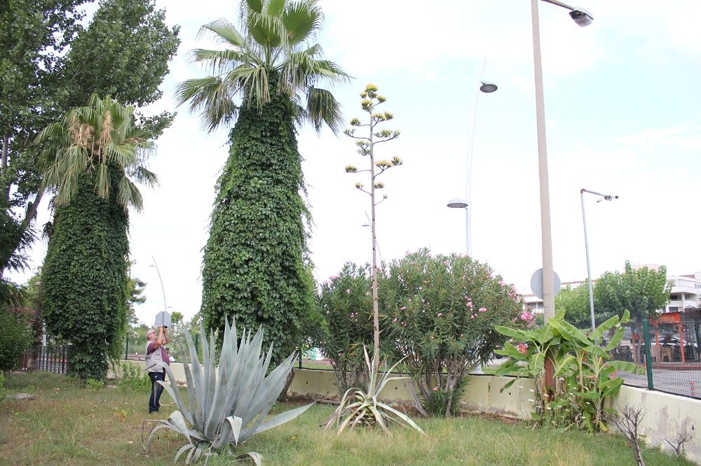 Agave bitkisi 30 yıl sonra çiçek açtı