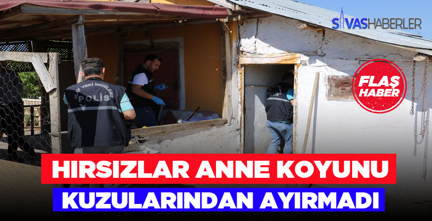 Kuzuları çalarken anne koyunu da çaldılar