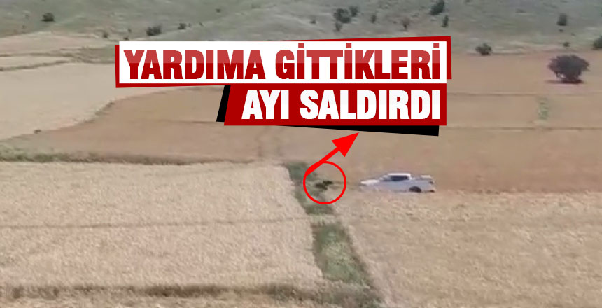 Yardım etmek istedikleri ayı saldırdı!
