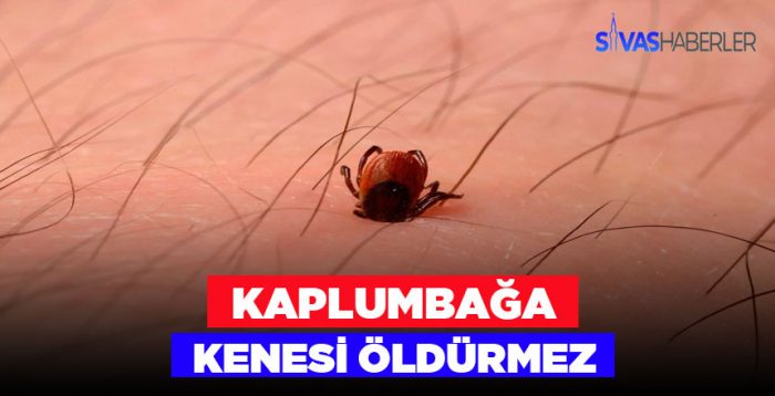 Kene söylentilerine Veteriner işlerinden açıklama