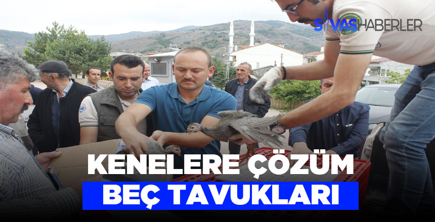 Kene ile mücadele aracı Beç tavukları
