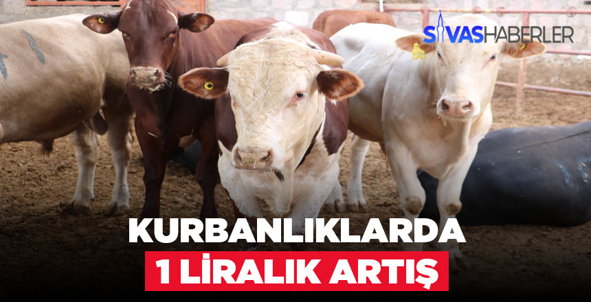 Kurbanlıklar geçen yıla göre 1 TL daha pahalı