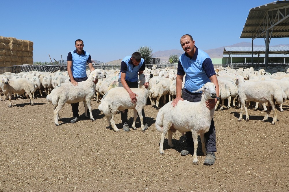 Mahkumların yetiştirdiği kurbanlıklar Niğde ve Ankara’da satılıyor