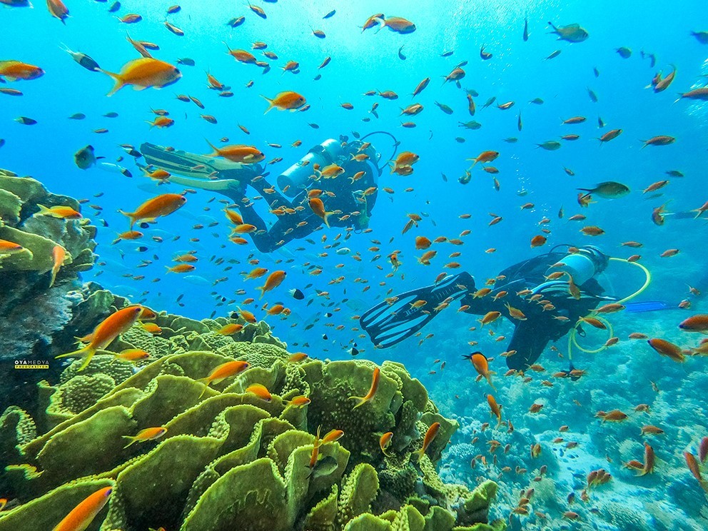 Mersinli dalgıçlar, Kızıldeniz’in büyülü dünyasına daldı