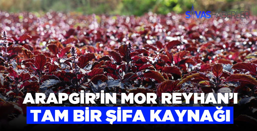 Şifa Deposu Mor Reyhan Yüzleri Güldürüyor