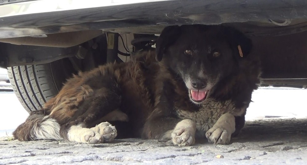 Sıcak havalar hayvanları insanlardan daha fazla etkiliyor