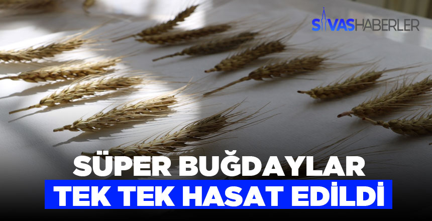 Toleranslı Buğdaylar elle hasat ediliyor