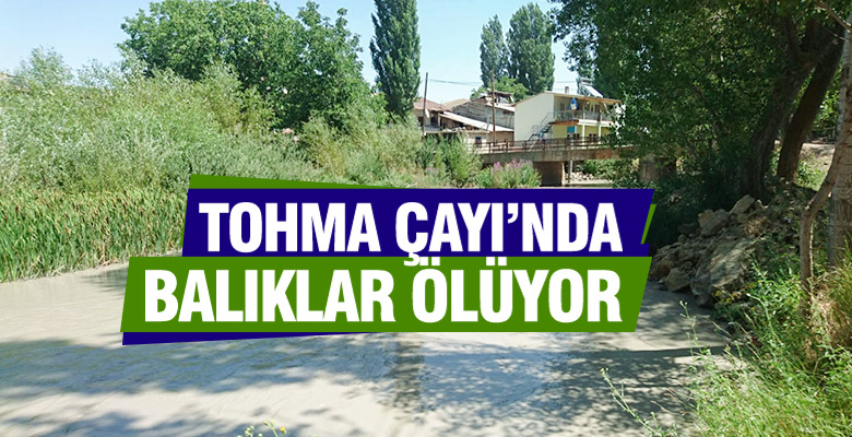 Tohma çayında balıklar ölüyor!