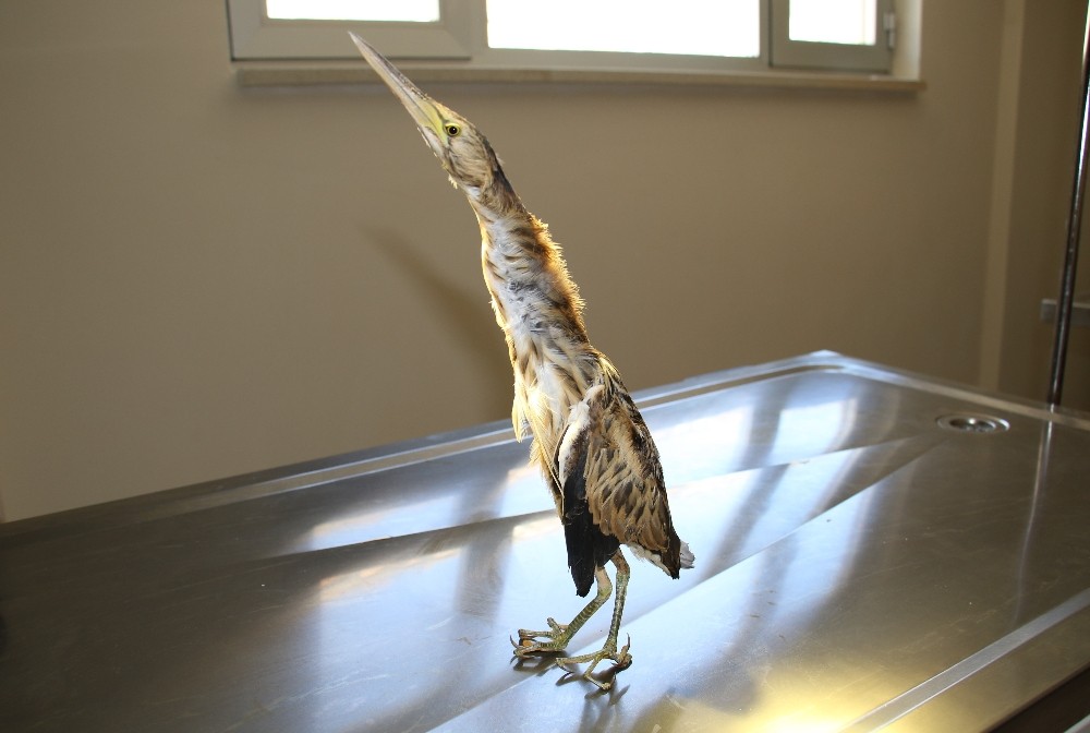 Yaralı Hint Gölet Balıkçıl kuşu tedavi altına alındı