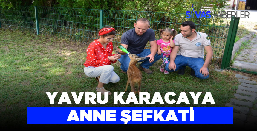 Yavru Karaca doğal yaşam alanına bırakılacak