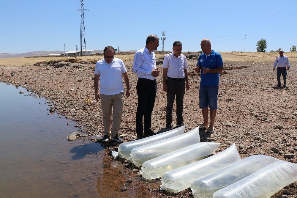 250 bin pullu sazan yavrusu Kalecik Barajı’na bırakıldı