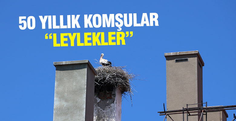Çatıya yuva yapan leylekler 50 yıldır aynı yerde