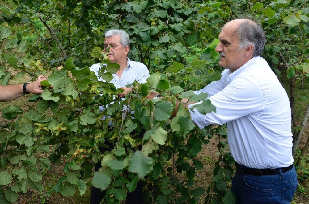 AK Parti Giresun Milletvekili Cemal Öztürk: