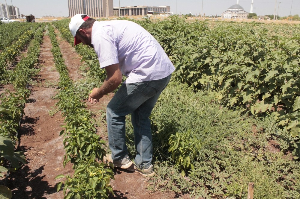 Atanamayan öğretmen 45 derece sıcaklıkta tarlada domates topluyor