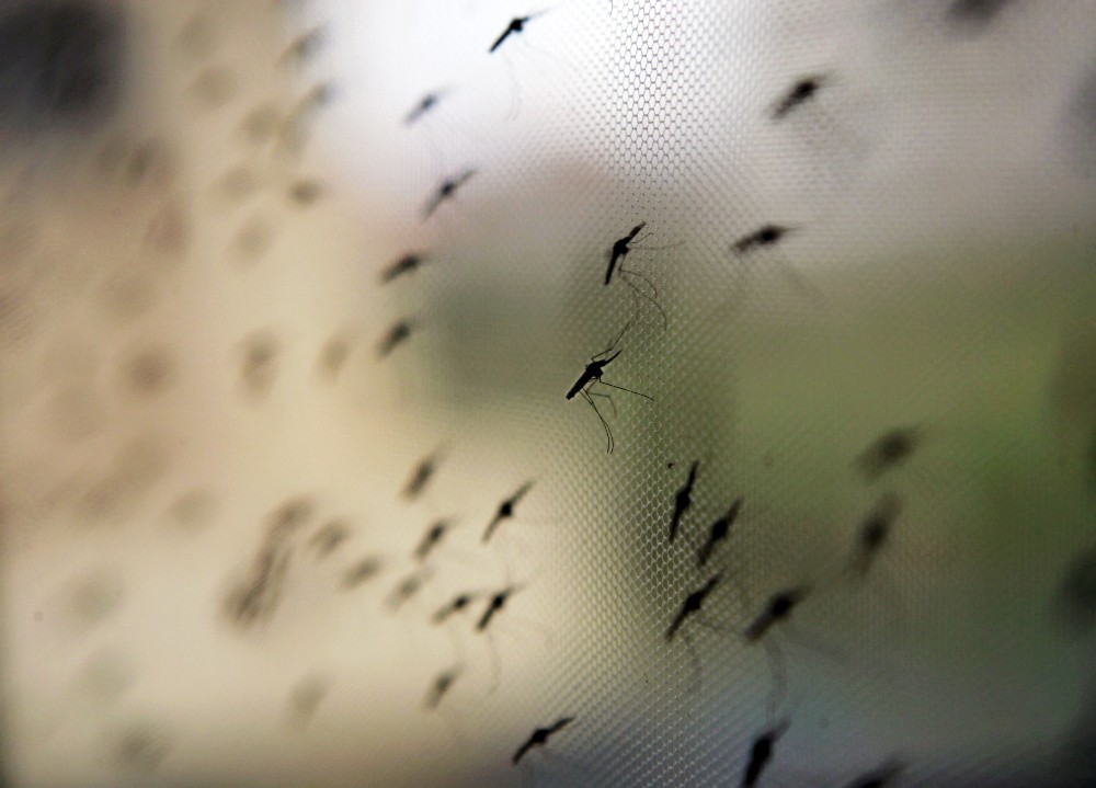 BM: “Burundi’de sıtma salgınında bin 800 kişi hayatını kaybetti”