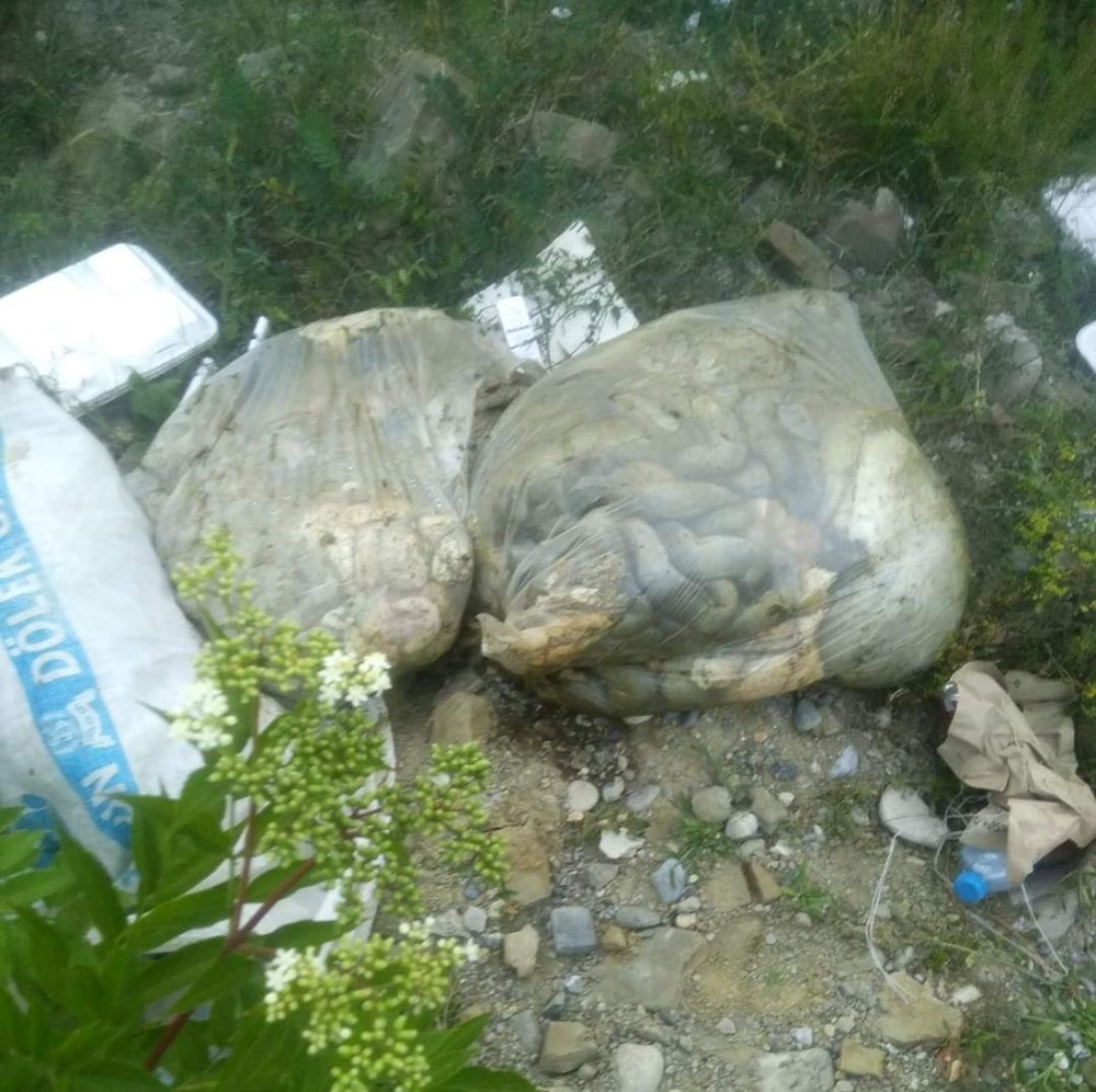 Boş tarlaya atılan kurban atıkları kötü kokulara neden oldu