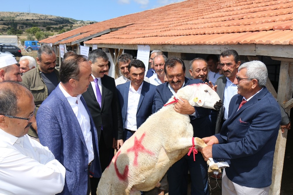 Çorum Damızlık Koç Teke Üretim istasyonu açıldı