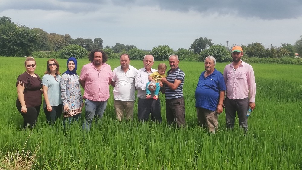 Damlama sulama ile çeltik ekiminde 70 su tasarrufu