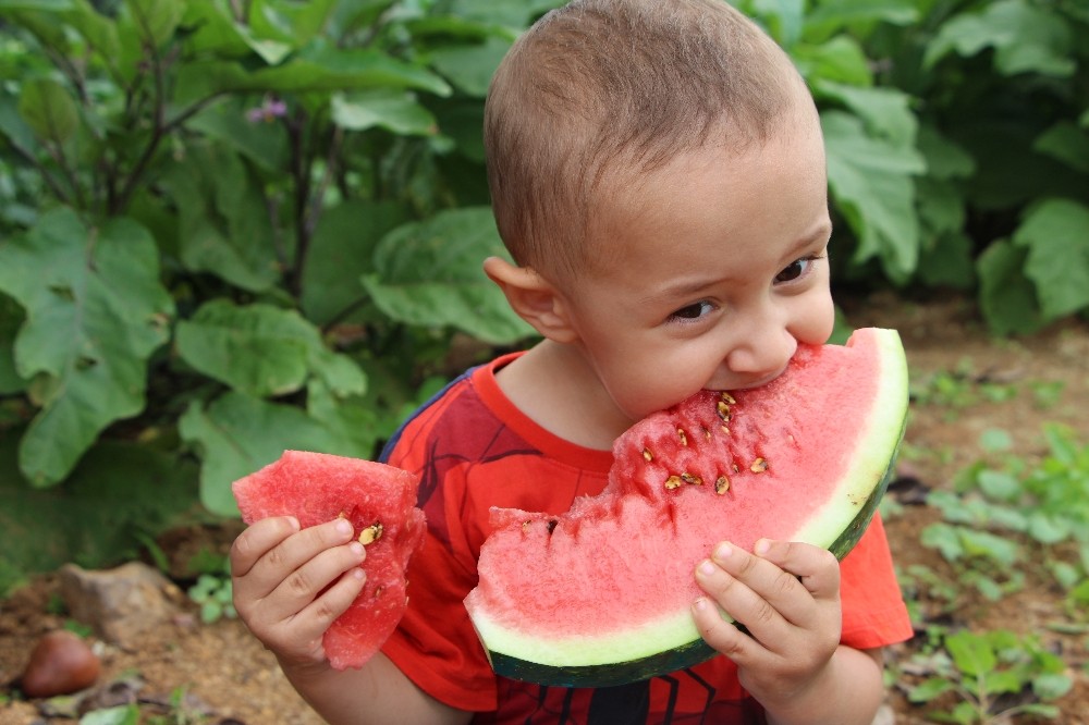 Doğu Karadeniz’in tek karpuz üretim merkezinde hasat başladı