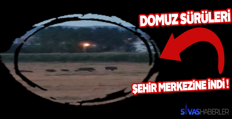 Domuz sürüleri mısır tarlasına dadanmaya başladı