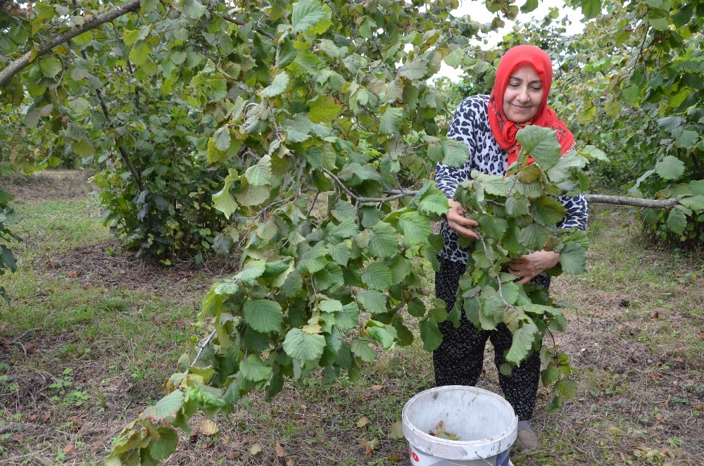 Fındık üreticileri çifte bayram yaşıyor
